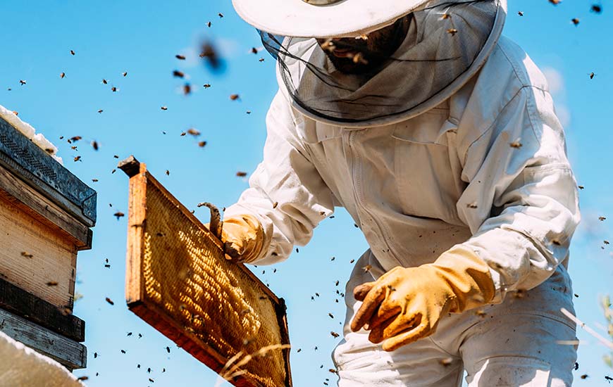 maestria-en-apicultura