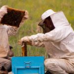 ¿Qué se necesita para iniciarse en la apicultura?